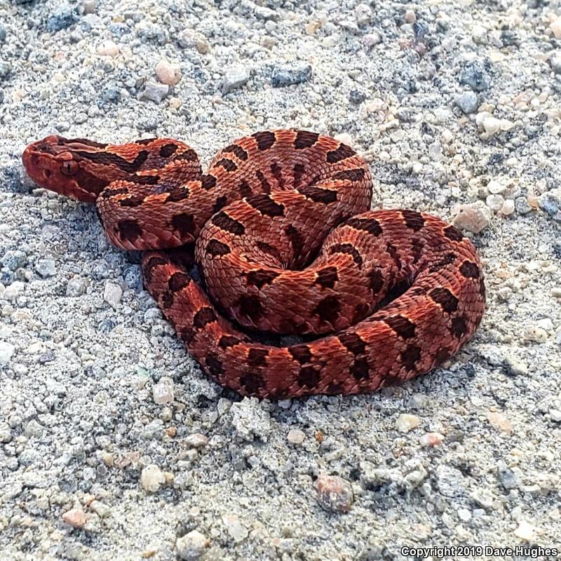 Carolina Pigmy Rattlesnake (Sistrurus miliarius miliarius)