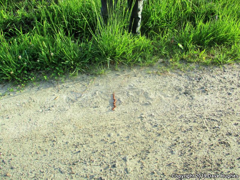 Carolina Pigmy Rattlesnake (Sistrurus miliarius miliarius)