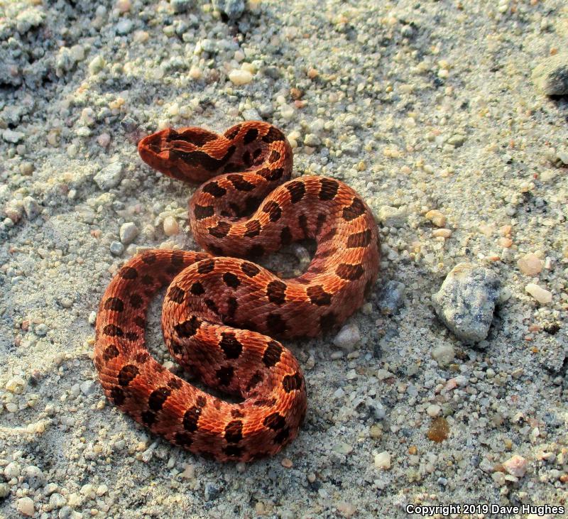 Carolina Pigmy Rattlesnake (Sistrurus miliarius miliarius)