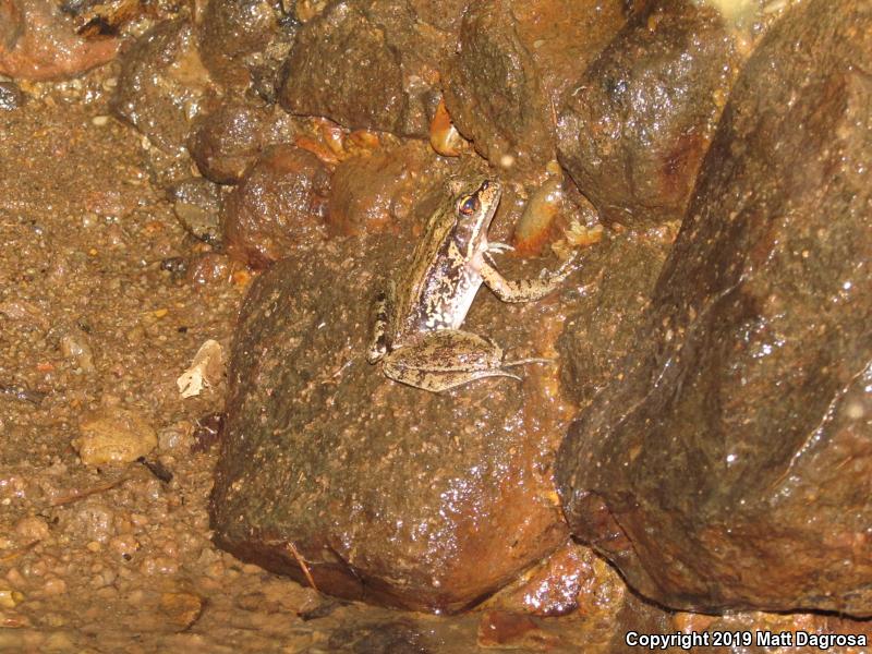 Northern Red-legged Frog (Rana aurora)