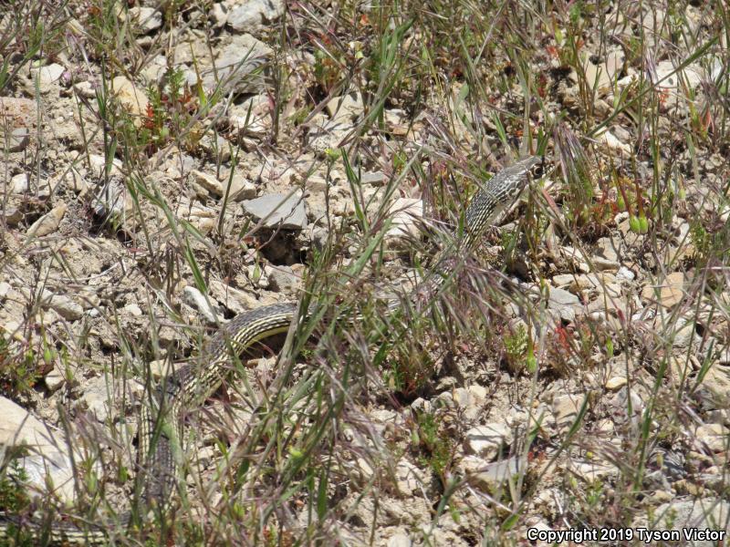 Desert Striped Whipsnake (Coluber taeniatus taeniatus)