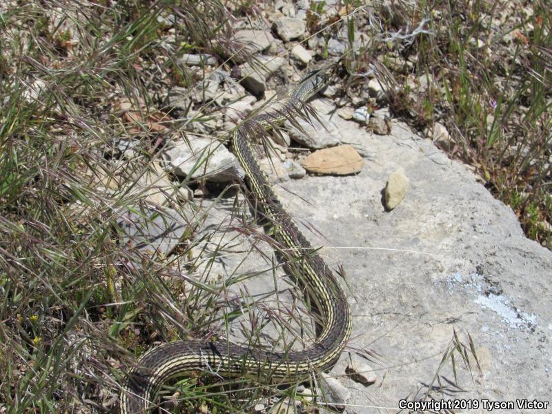 Desert Striped Whipsnake (Coluber taeniatus taeniatus)