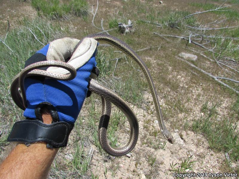 Desert Striped Whipsnake (Coluber taeniatus taeniatus)