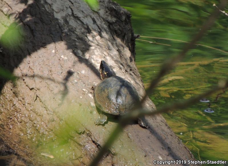 Eastern Musk Turtle (Sternotherus odoratus)