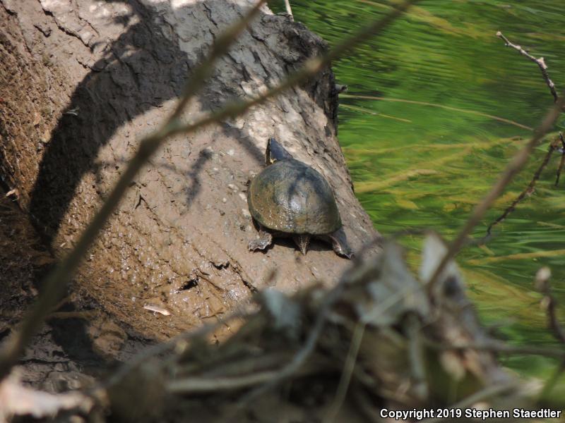 Eastern Musk Turtle (Sternotherus odoratus)