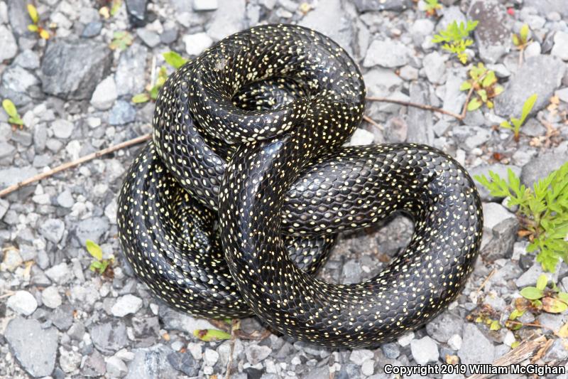 Black Kingsnake (Lampropeltis getula nigra)