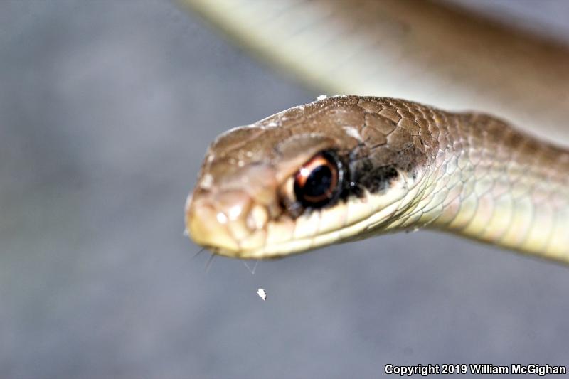 Black-masked Racer (Coluber constrictor latrunculus)