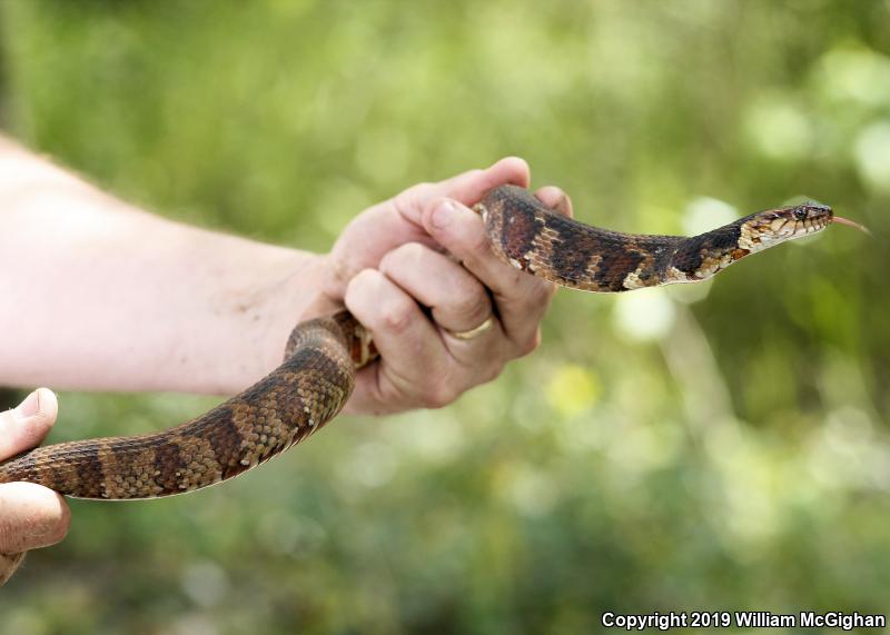 Broad-banded Watersnake (Nerodia fasciata confluens)