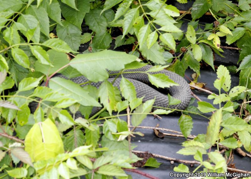 Western Cottonmouth (Agkistrodon piscivorus leucostoma)