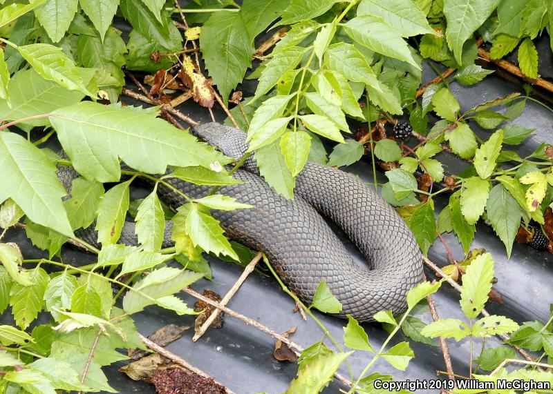 Western Cottonmouth (Agkistrodon piscivorus leucostoma)