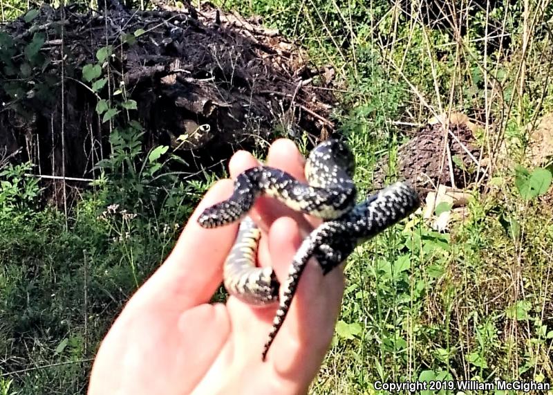 Black Kingsnake (Lampropeltis getula nigra)