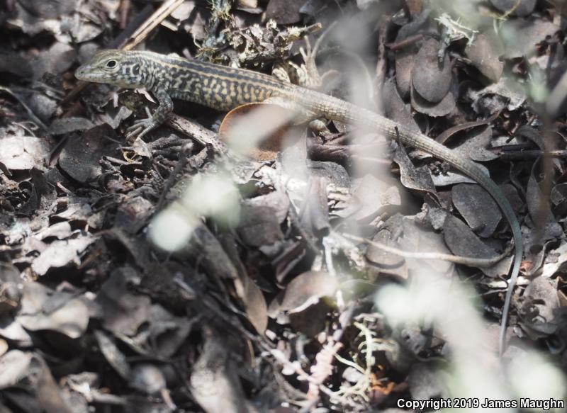 California Whiptail (Aspidoscelis tigris munda)