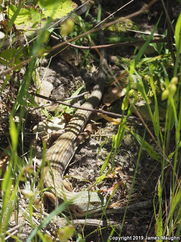 California Alligator Lizard (Elgaria multicarinata multicarinata)