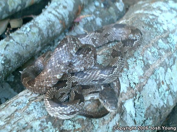 Gray Ratsnake (Pantherophis obsoletus spiloides)