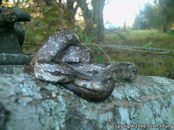 Gray Ratsnake (Pantherophis obsoletus spiloides)