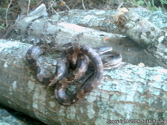 Gray Ratsnake (Pantherophis obsoletus spiloides)