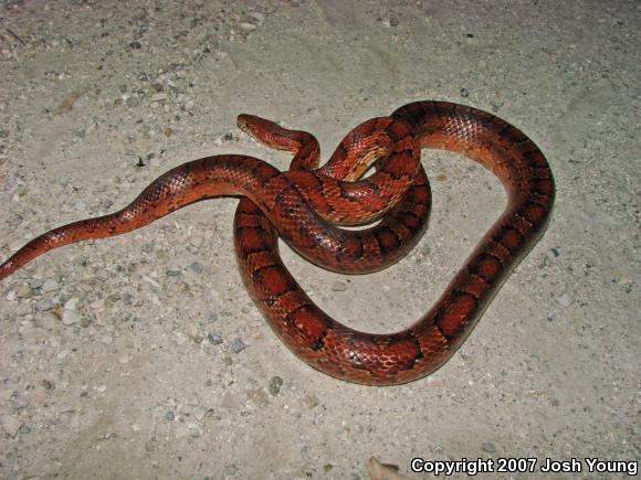 Corn Snake (Pantherophis guttatus guttatus)