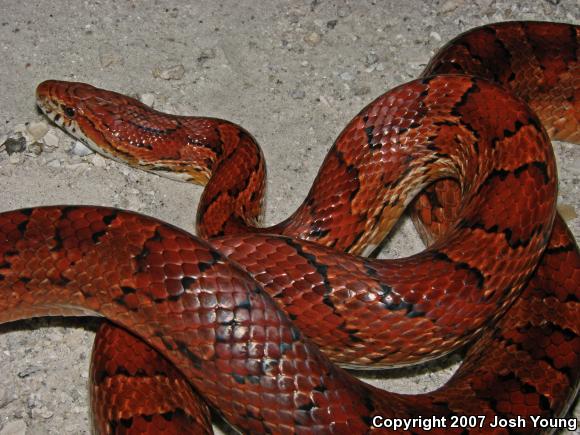 Corn Snake (Pantherophis guttatus guttatus)