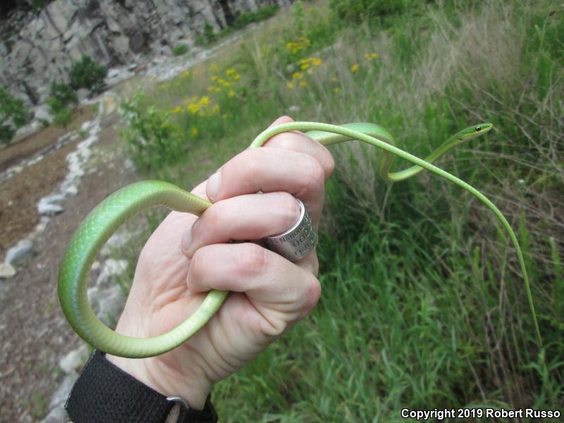 Northern Rough Greensnake (Opheodrys aestivus aestivus)