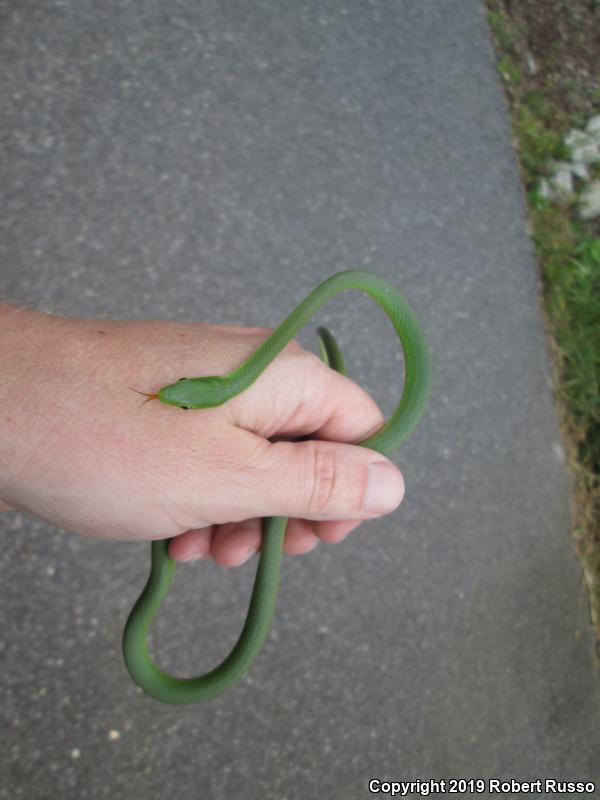 Northern Rough Greensnake (Opheodrys aestivus aestivus)