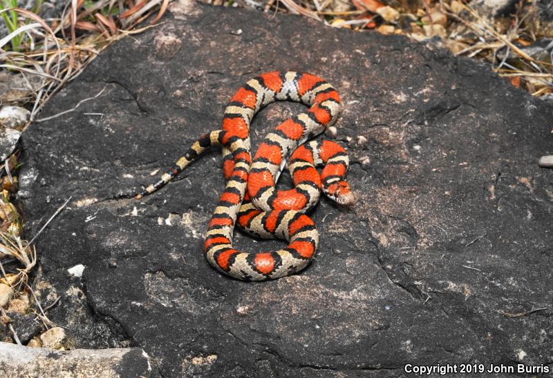 Red Milksnake (Lampropeltis triangulum syspila)