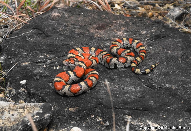 Red Milksnake (Lampropeltis triangulum syspila)