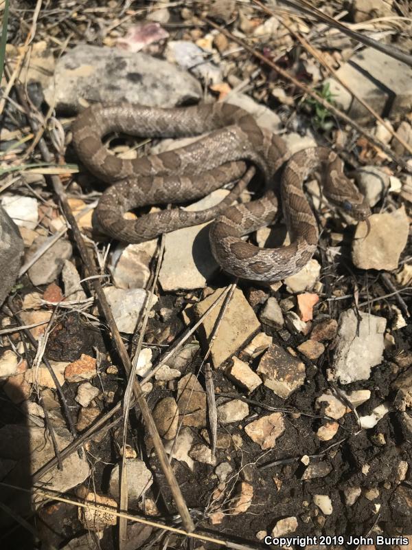 Great Plains Ratsnake (Pantherophis emoryi)