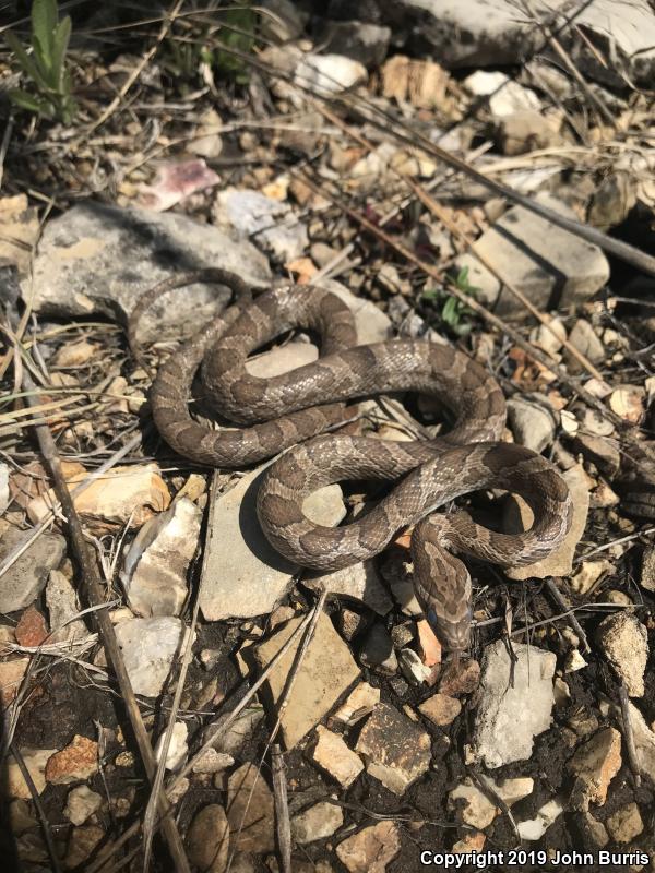 Great Plains Ratsnake (Pantherophis emoryi)