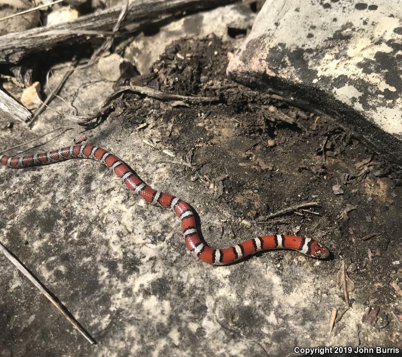 Red Milksnake (Lampropeltis triangulum syspila)