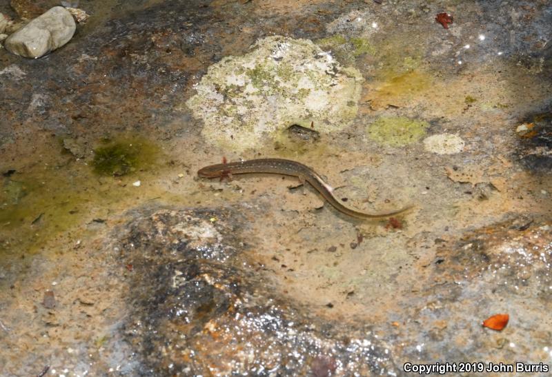 Oklahoma Salamander (Eurycea tynerensis)