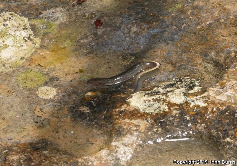 Oklahoma Salamander (Eurycea tynerensis)