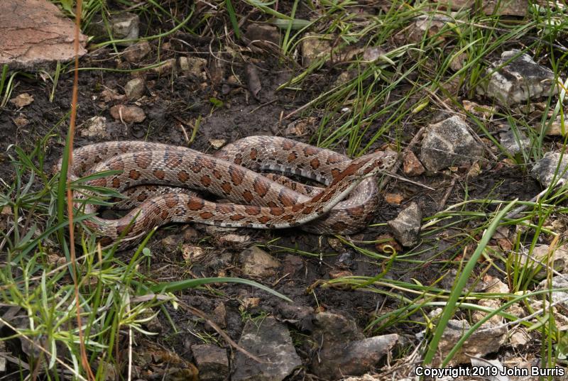 Great Plains Ratsnake (Pantherophis emoryi)