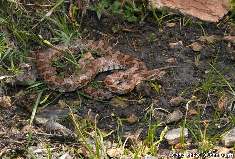 Great Plains Ratsnake (Pantherophis emoryi)