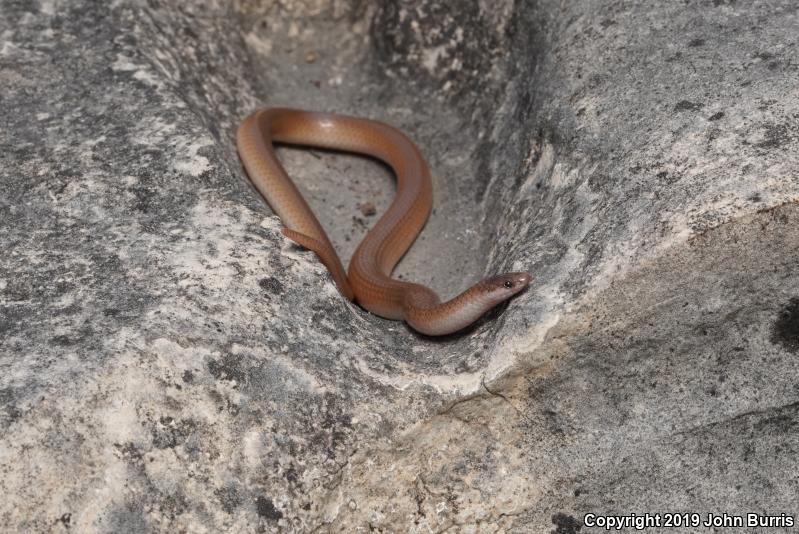 Flat-headed Snake (Tantilla gracilis)