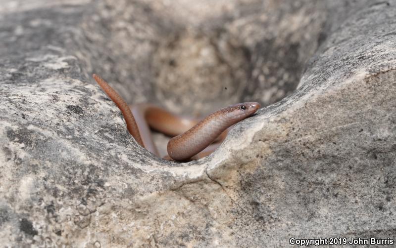 Flat-headed Snake (Tantilla gracilis)