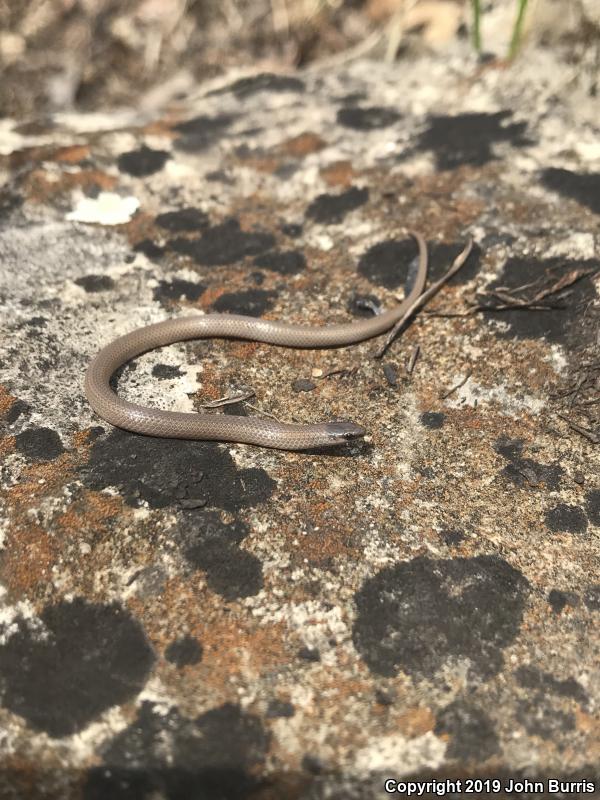 Flat-headed Snake (Tantilla gracilis)