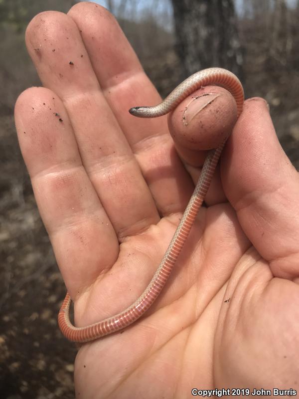 Flat-headed Snake (Tantilla gracilis)