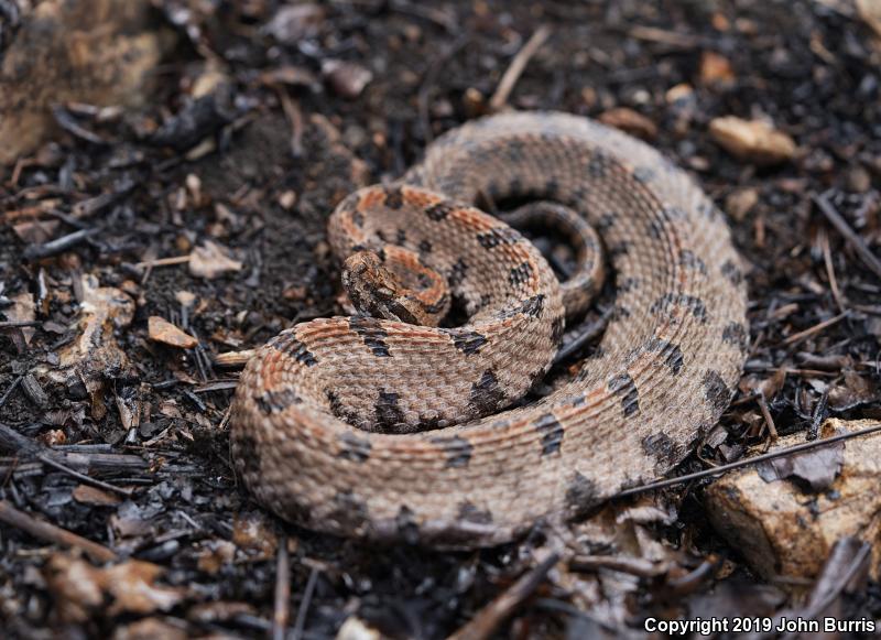 Western Pigmy Rattlesnake (Sistrurus miliarius streckeri)