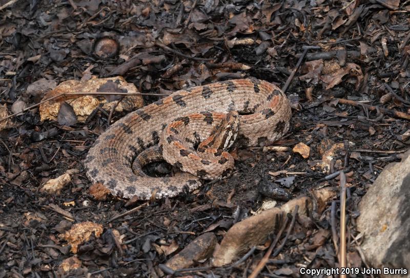 Western Pigmy Rattlesnake (Sistrurus miliarius streckeri)