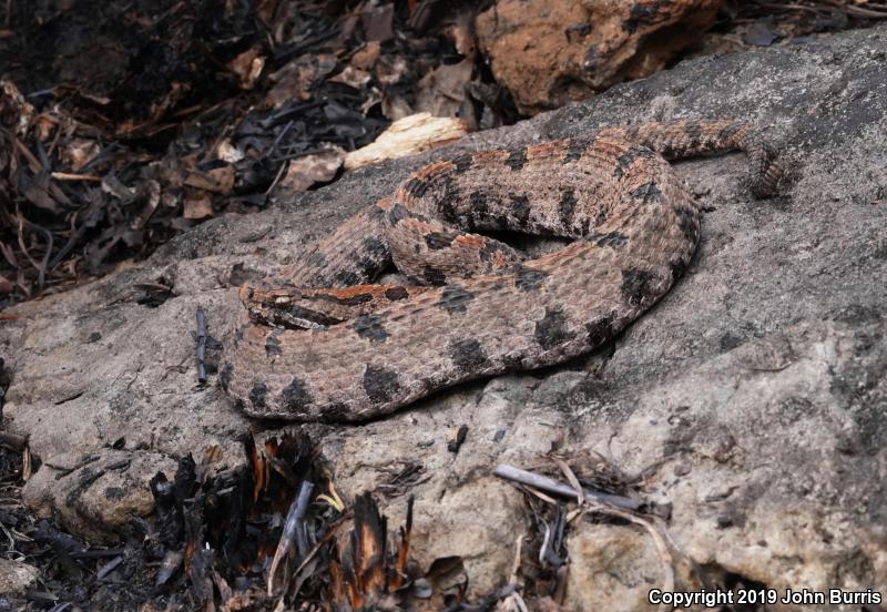 Western Pigmy Rattlesnake (Sistrurus miliarius streckeri)