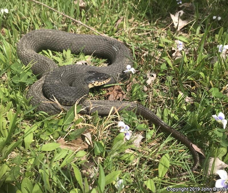 Plain-bellied Watersnake (Nerodia erythrogaster)