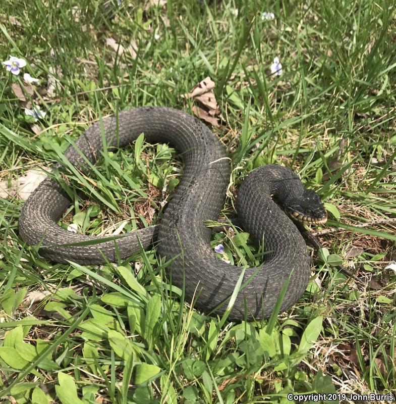 Plain-bellied Watersnake (Nerodia erythrogaster)