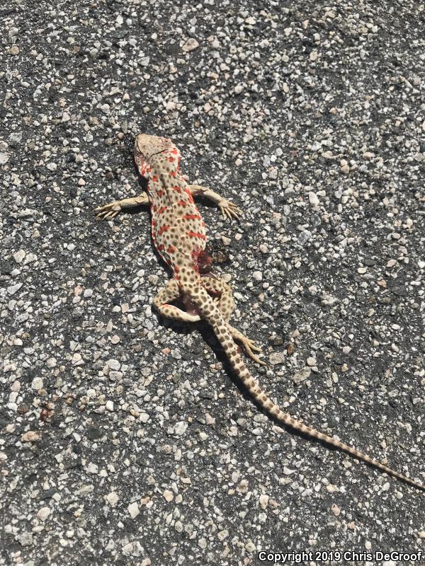 Longnose Leopard Lizard (Gambelia wislizenii)