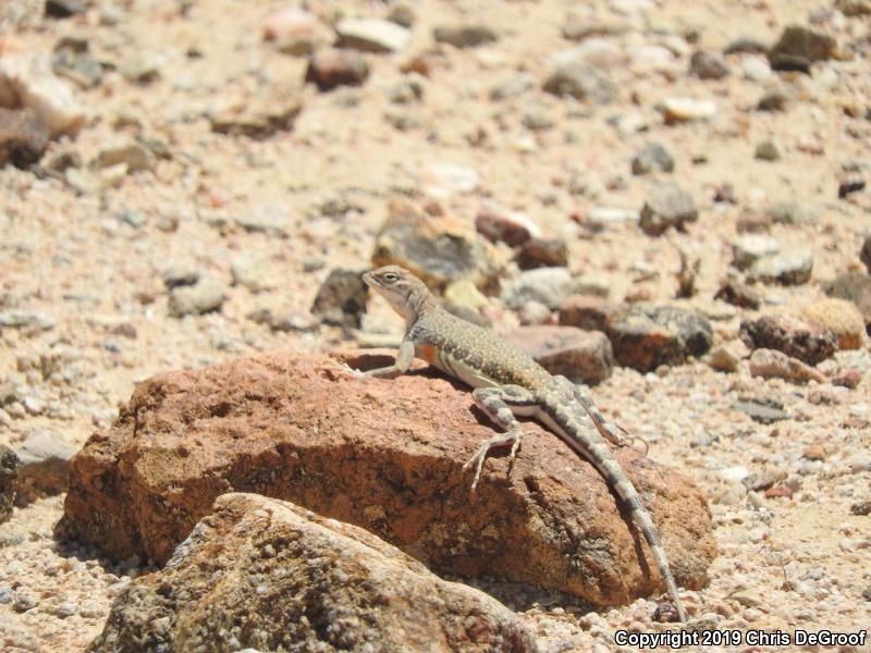 Western Zebra-tailed Lizard (Callisaurus draconoides rhodostictus)