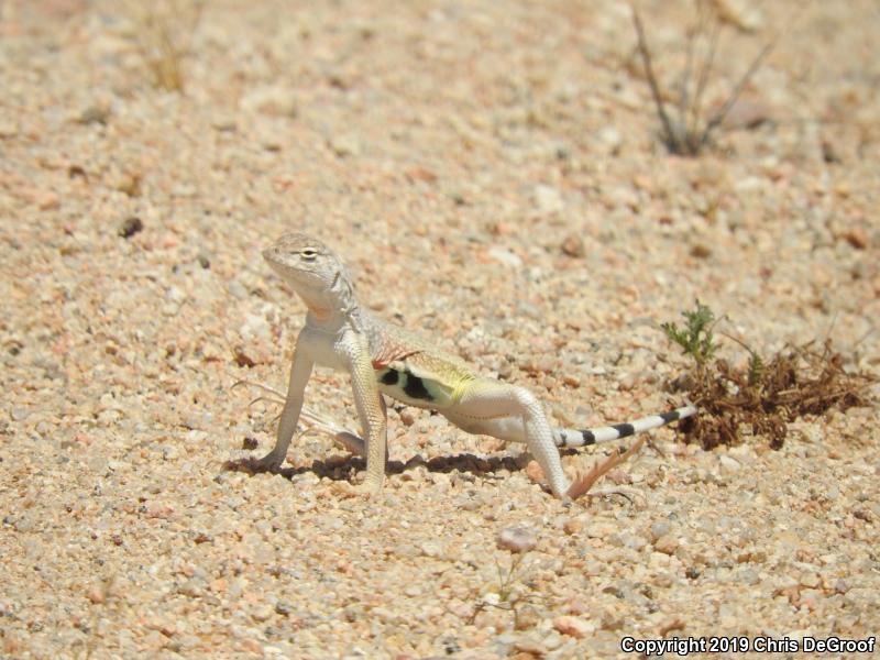 Western Zebra-tailed Lizard (Callisaurus draconoides rhodostictus)