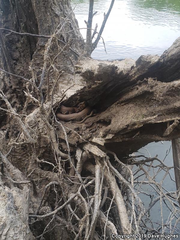 Eastern Cottonmouth (Agkistrodon piscivorus piscivorus)