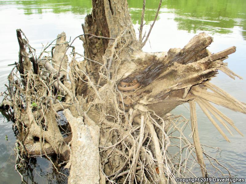 Eastern Cottonmouth (Agkistrodon piscivorus piscivorus)