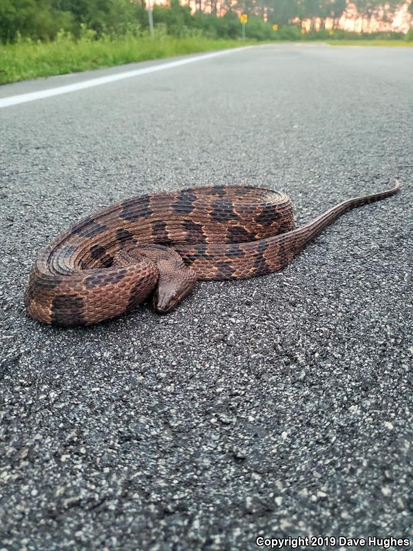 Brown Watersnake (Nerodia taxispilota)