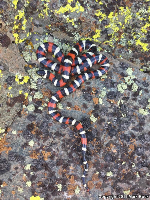 Sierra Mountain Kingsnake (Lampropeltis zonata multicincta)