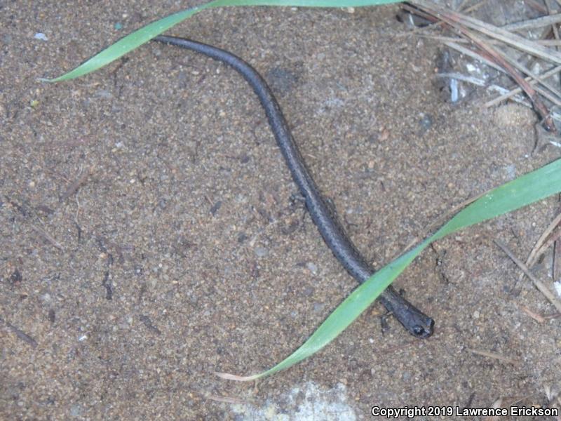 Gabilan Mountains Slender Salamander (Batrachoseps gavilanensis)